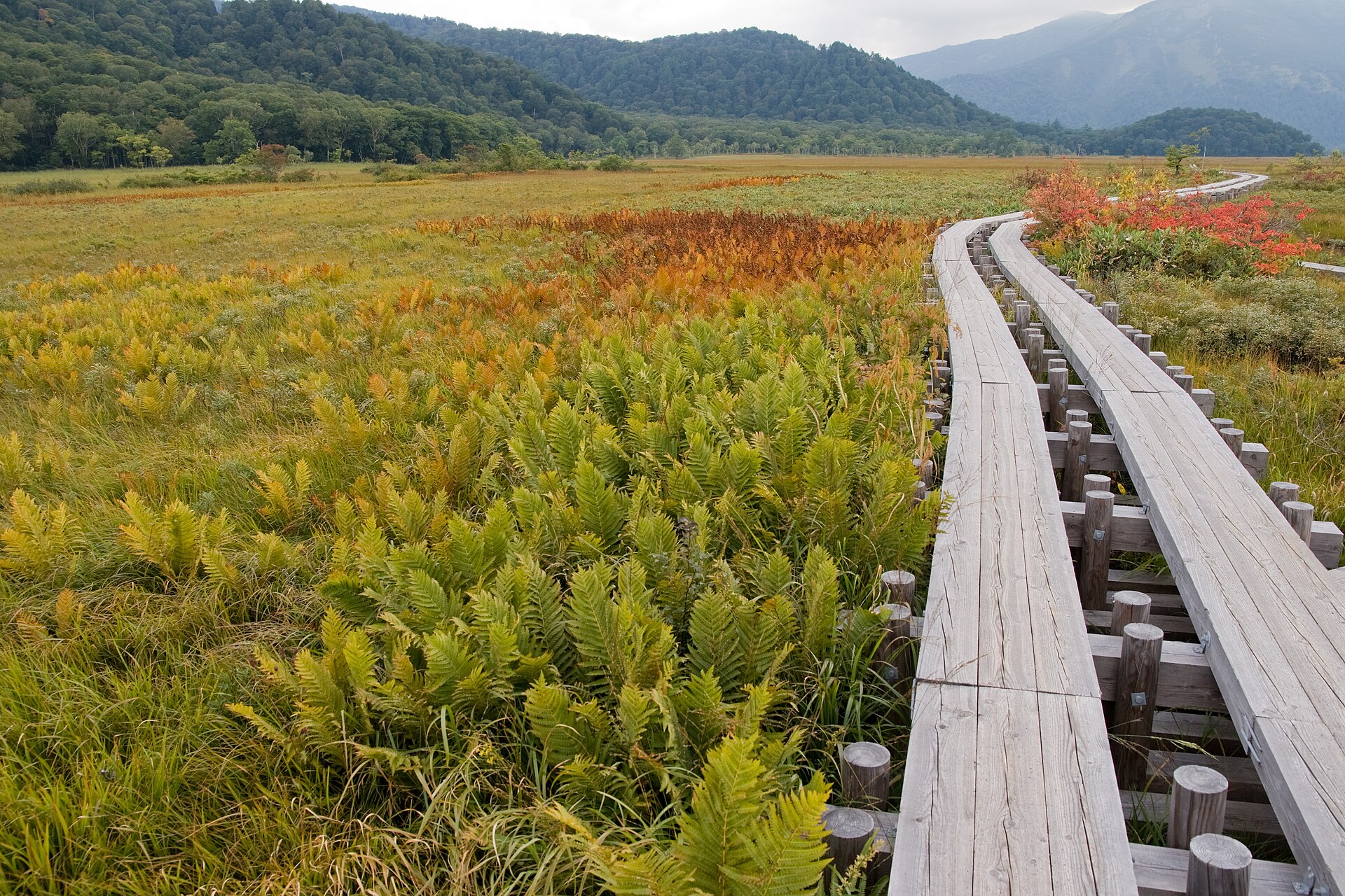 尾濑 · 水芭蕉湿原和鸠待岭步道 配图 3