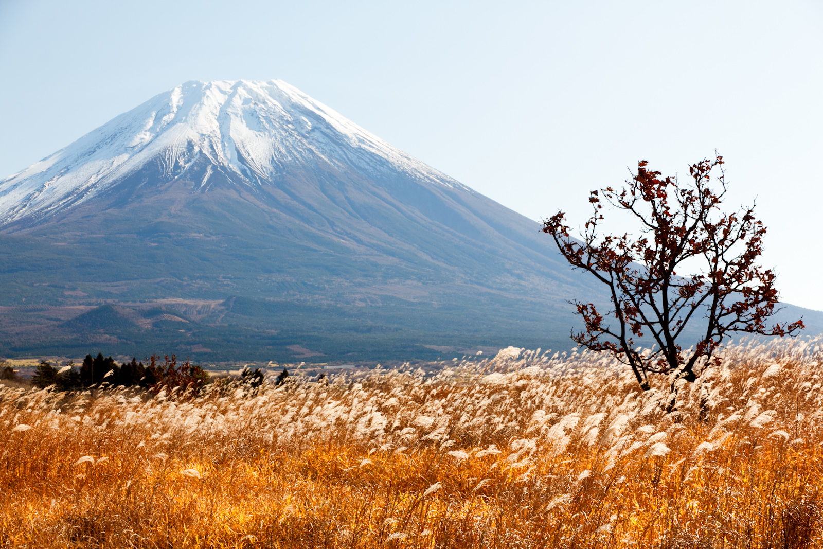 ふもとっぱら · 富士山下的草原营地 配图 3
